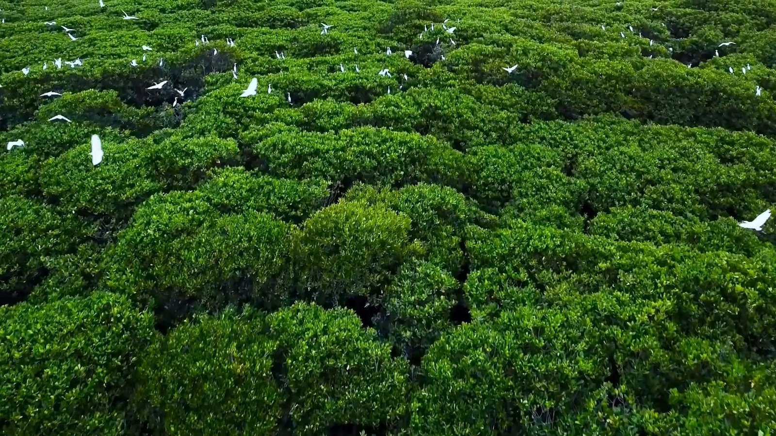 vinhomes-green-paradise-91